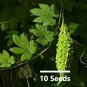 8 Variety Vegetable Seed Bundle Pack for Home Gardening & Organic Growing