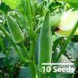 8 Variety Vegetable Seed Bundle Pack for Home Gardening & Organic Growing