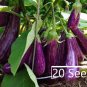 8 Variety Vegetable Seed Bundle Pack for Home Gardening & Organic Growing