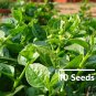 8 Variety Vegetable Seed Bundle Pack for Home Gardening & Organic Growing