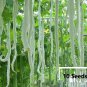 8 Variety Vegetable Seed Bundle Pack for Home Gardening & Organic Growing