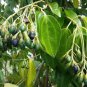 Ceylon cinnamon seeds for planting organic 100% fresh seeds