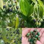 Ceylon cinnamon seeds for planting organic 100% fresh seeds
