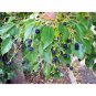Ceylon cinnamon seeds for planting organic 100% fresh seeds