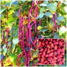 Red Yard Long Bean Seeds Heirloom Asparagus Bean Vigna Unguiculata Red Yard Long Bean Seeds Heirloom Asparagus Bean Vigna Unguiculata