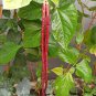 Red Yard Long Bean Seeds Heirloom Asparagus Bean Vigna Unguiculata