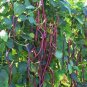 Red Yard Long Bean Seeds Heirloom Asparagus Bean Vigna Unguiculata