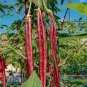 Red Yard Long Bean Seeds Heirloom Asparagus Bean Vigna Unguiculata