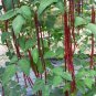Red Yard Long Bean Seeds Heirloom Asparagus Bean Vigna Unguiculata
