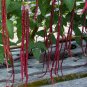 Red Yard Long Bean Seeds Heirloom Asparagus Bean Vigna Unguiculata