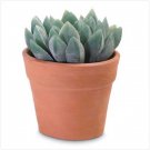 Decorative Aloe Vera