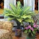 15 Dwarf Tree Fern Flowers Seeds Fresh Garden 15 Dwarf Tree Fern Flowers Seeds Fresh Garden