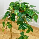 15 Philodendron Silver Stripe Flowers Seeds Fresh Garden 15 Philodendron Silver Stripe Flowers Seeds Fresh Garden