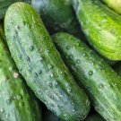25 Connecticut Cucumbers Crop Pickling Salad Vegetabl Seeds Fresh Garden