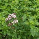 1000 Italian Oregano Seeds Culinary Herb Fresh Garden