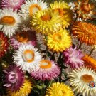 1Oz Strawflower Dwarf Mixed Colors Helichrysum Bracteatum Flower Seeds 39000 Fresh Garden