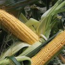 30 Organic Golden Bantam Corn Seeds Fresh Garden
