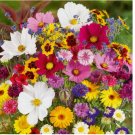 500 EEDS Wildflower Mix COUNTRY GARDEN All Colors Heirloom Cut Flowers Non-GMO 500 EEDS Wildflower Mix COUNTRY GARDEN All Colors Heirloom Cut Flowers Non-GMO