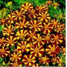 French Marigold COURT JESTER Harlequin Tall Beneficial Plant Non-GMO 100 Seeds French Marigold COURT JESTER Harlequin Tall Beneficial Plant Non-GMO 100 Seeds