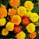 French Marigold PETITE MIX Double Dwarf Flowers Heirloom USA Non-GMO