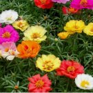 500 SEEDS MOSS ROSE PORTULACA DOUBLE MIX annual FLOWER garden 500 SEEDS MOSS ROSE PORTULACA DOUBLE MIX annual FLOWER garden