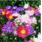 SingleChina Aster Seeds Mix Colorful Daisy-like Garden Flowers 500+ SEEDS SingleChina Aster Seeds Mix Colorful Daisy-like Garden Flowers 500+ SEEDS