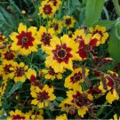 300 SEEDS Plains Coreopsis Seeds 300 SEEDS Plains Coreopsis Seeds