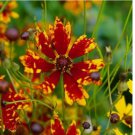 200+ SEEDS Coreopsis RADIANA TIGRINA Dwarf 12" Deer/Rabbit Resistant Non-GMO