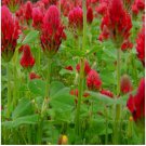 100 SEEDS Crimson Clover Cover Crop Seeds | NON-GMO 100 SEEDS Crimson Clover Cover Crop Seeds | NON-GMO