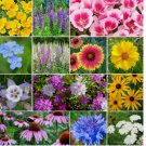 500+ SEEDS Deer Resistant Wildflower Seed Mix, 13 Species