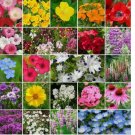 1000+ SEEDS Wildflower Mix PARTIAL SHADE 22 Heirloom Flower Species USA Non-GMO 1000+ SEEDS Wildflower Mix PARTIAL SHADE 22 Heirloom Flower Species USA Non-GMO