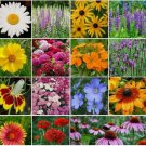 1000+ SEEDS Wildflower Mix ALL PERENNIAL Heirloom Flowers Pollinators Non-GMO 1000+ SEEDS Wildflower Mix ALL PERENNIAL Heirloom Flowers Pollinators Non-GMO