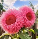 Rare Pink Enchanting Giant Teddy Bear Sunflower 50 SEEDS