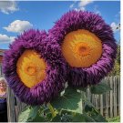 Rare Yellow & Purple Enchanting Giant Teddy Bear Sunflower 50 SEEDS Rare Yellow & Purple Enchanting Giant Teddy Bear Sunflower 50 SEEDS