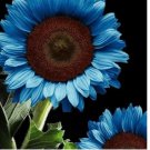 Blue Sunflower Seeds Plants Garden Plants bonsai rare flower colorful organic 35 SEEDS Blue Sunflower Seeds Plants Garden Plants bonsai rare flower colorful organic 35 SEEDS