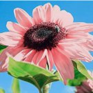 Pink Sunflowers Rare Planting Sunflower Garden Bonsai Flower organic 30+pcs Pink Sunflowers Rare Planting Sunflower Garden Bonsai Flower organic 30+pcs