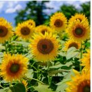 50 SEEDS Sunflower MAMMOTH GREY – STRIPE Edible HEIRLOOM Bees 12' Tall! Non-GMO 50 SEEDS Sunflower MAMMOTH GREY – STRIPE Edible HEIRLOOM Bees 12' Tall! Non-GMO