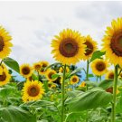 15 SEEDS Giant Sunflower Seeds for Planting - Heirloom & Non-GMO 15 SEEDS Giant Sunflower Seeds for Planting - Heirloom & Non-GMO