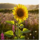 RARE TAIYO SUNFLOWER SEEDS | ORGANIC TALL FLOWERS | HEIRLOOM NON-GMO 50 SEEDS