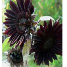Black Sunflower organic non-gmo 30 SEEDS