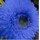 Blue Teddy Bear Sunflower Seeds 50pcs