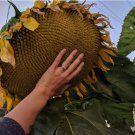 Mammoth Grey Stripe Sunflower Seeds 50+ pcs