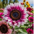 Strawberry Blonde Hybrid Sunflower Seeds - Non-GMO 50 SEEDS