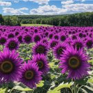 Purple Sunflower Seeds 50 pcs