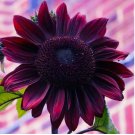 Sunflower Seeds - Vibrant Heirloom 10 SEEDS