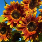 10 SEEDS Earthwalker Sunflower Seeds - Heirloom Non GMO
