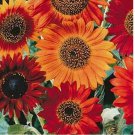 50 SEEDS Earthwalker Sunflower Annual Cut Flower Heirloom NON-GMO