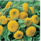 50 SEEDS Sunflower Seeds Teddy Bear Annual Sungold Dwarf Flower 50 SEEDS Sunflower Seeds Teddy Bear Annual Sungold Dwarf Flower