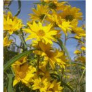 50 SEEDS Maximilian Sunflower Helianthus Maximiliani Flower