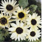 50 SEEDS Italian White Sunflower Helianthus Debilis Flower